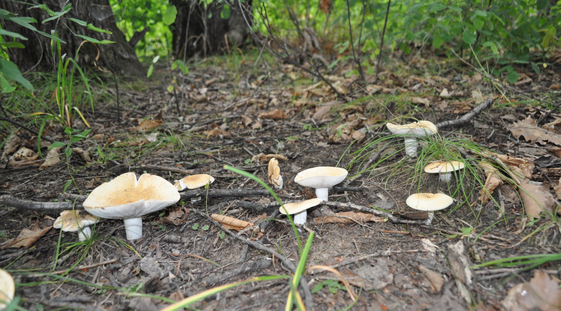 DSC_1059.JPG