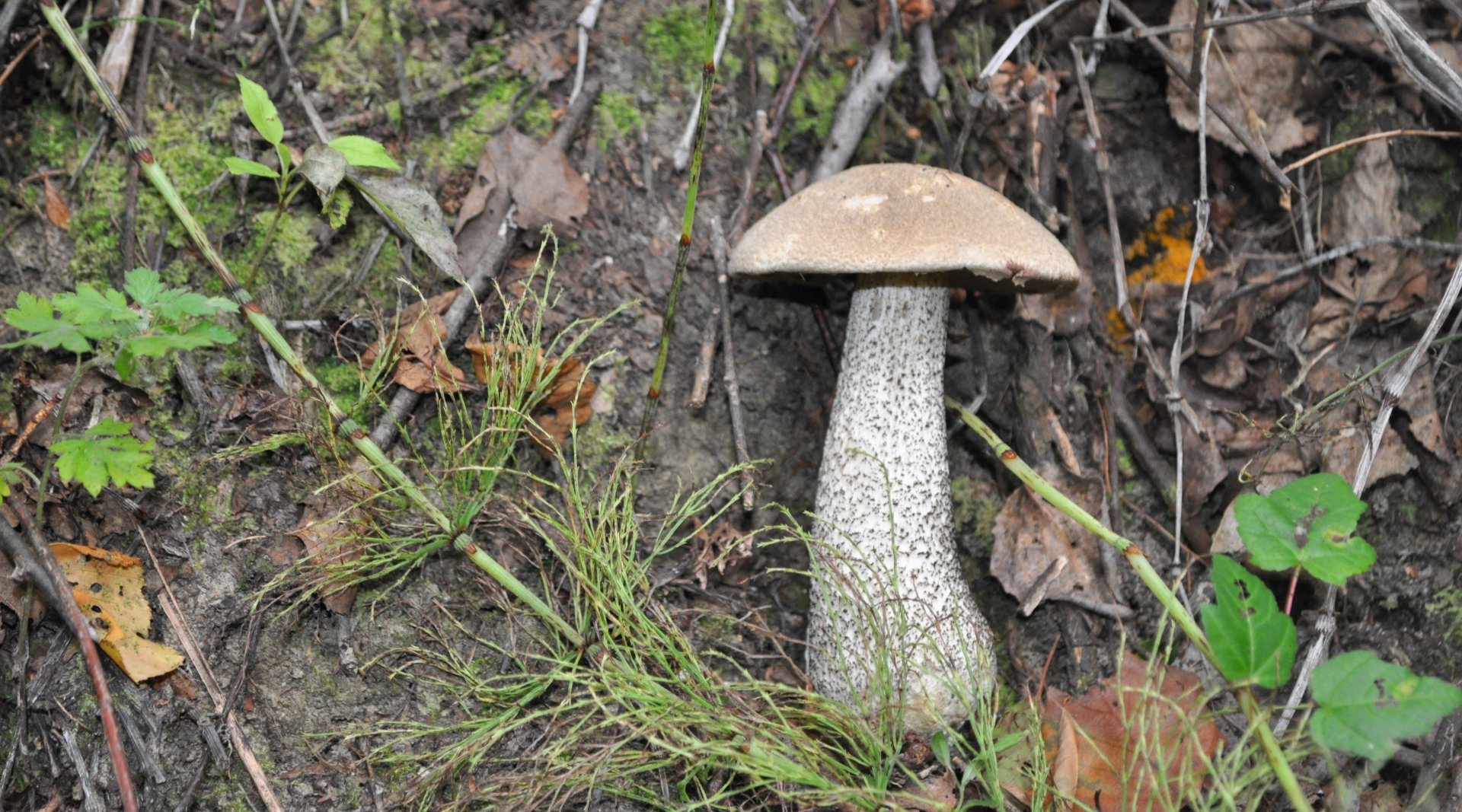 DSC_1063.JPG