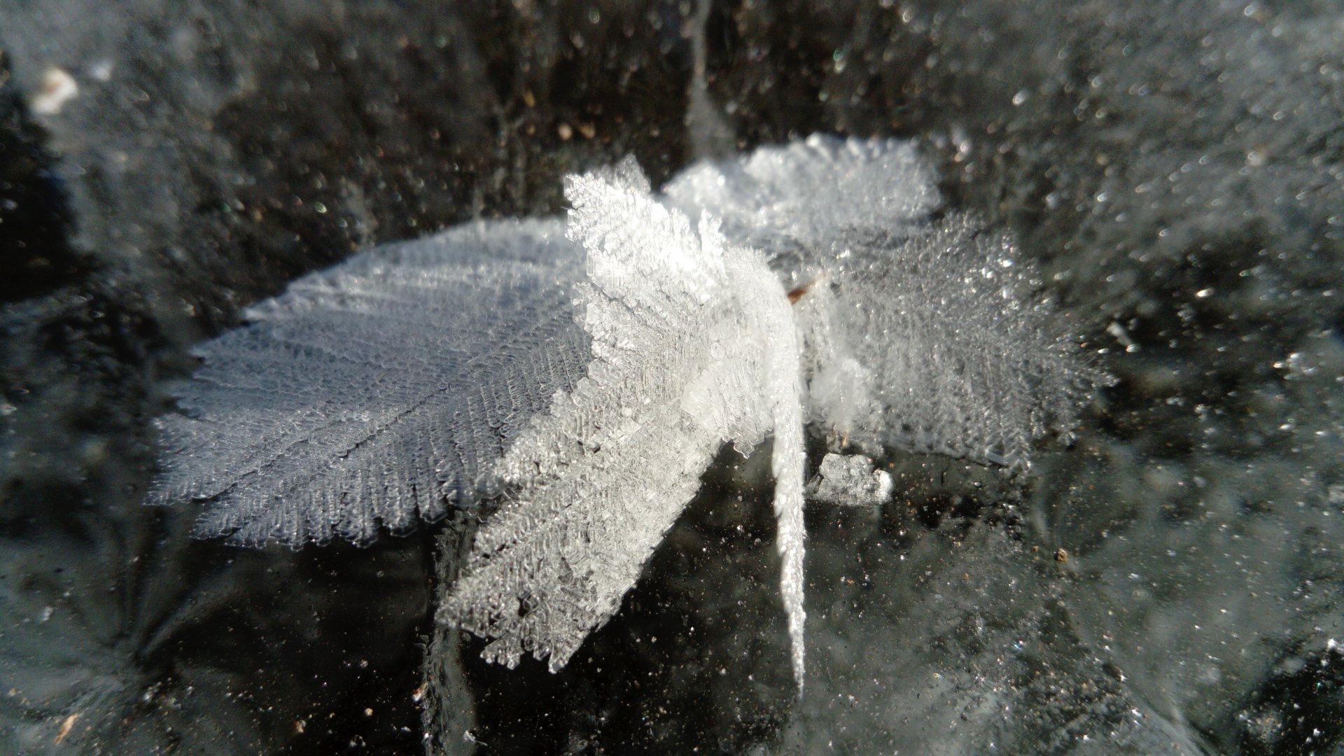 DSC_1081.JPG