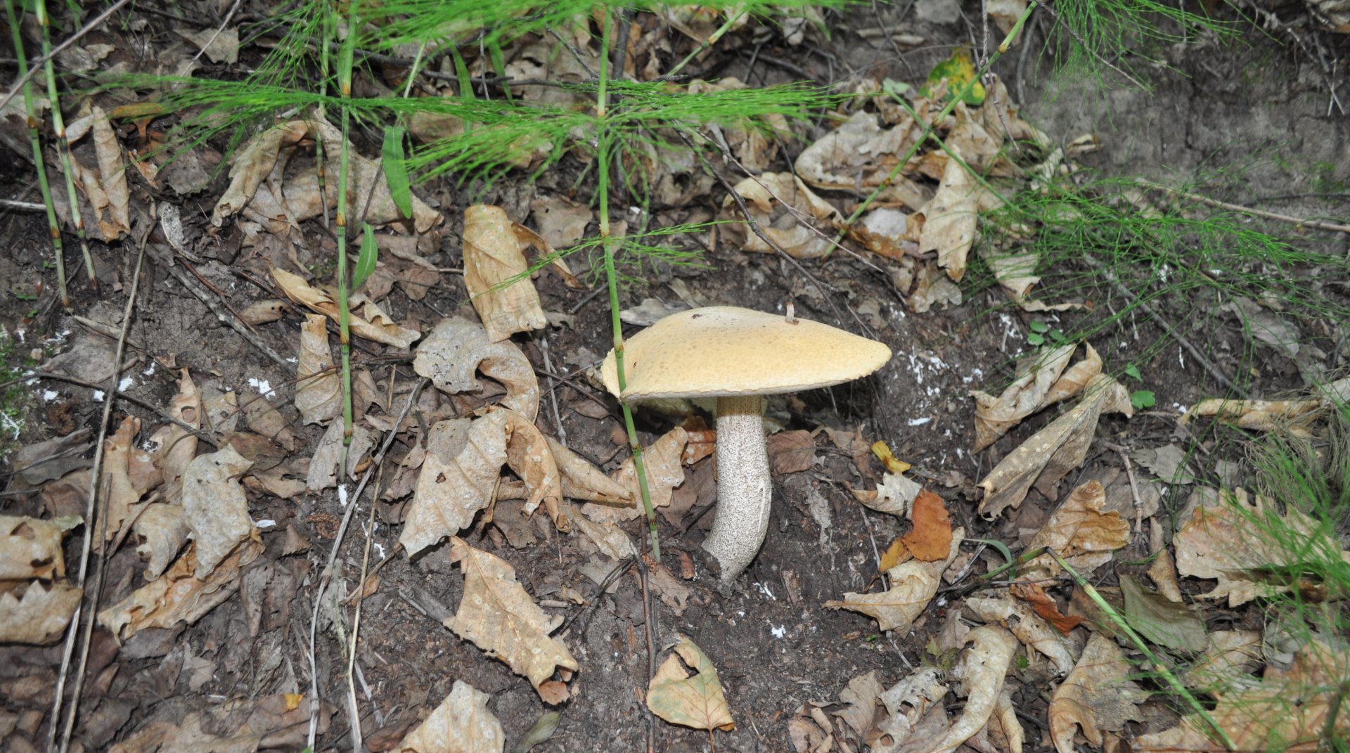 DSC_1089.JPG