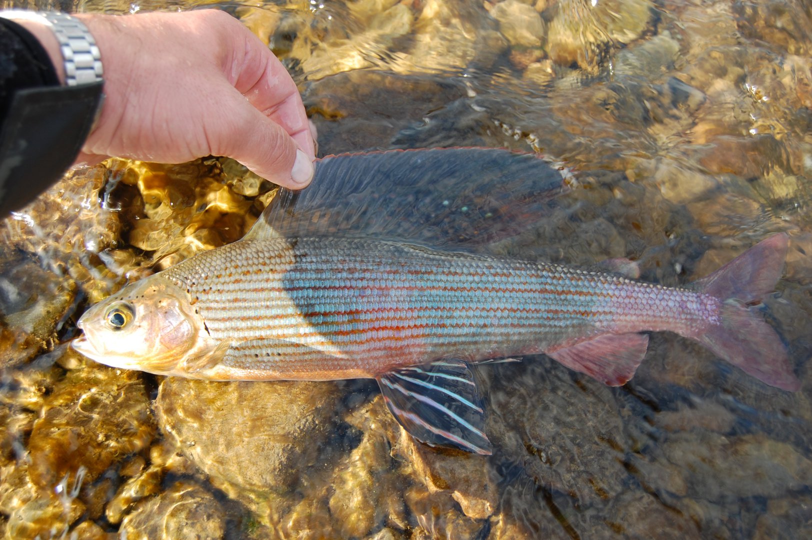 DSC_1093.JPG