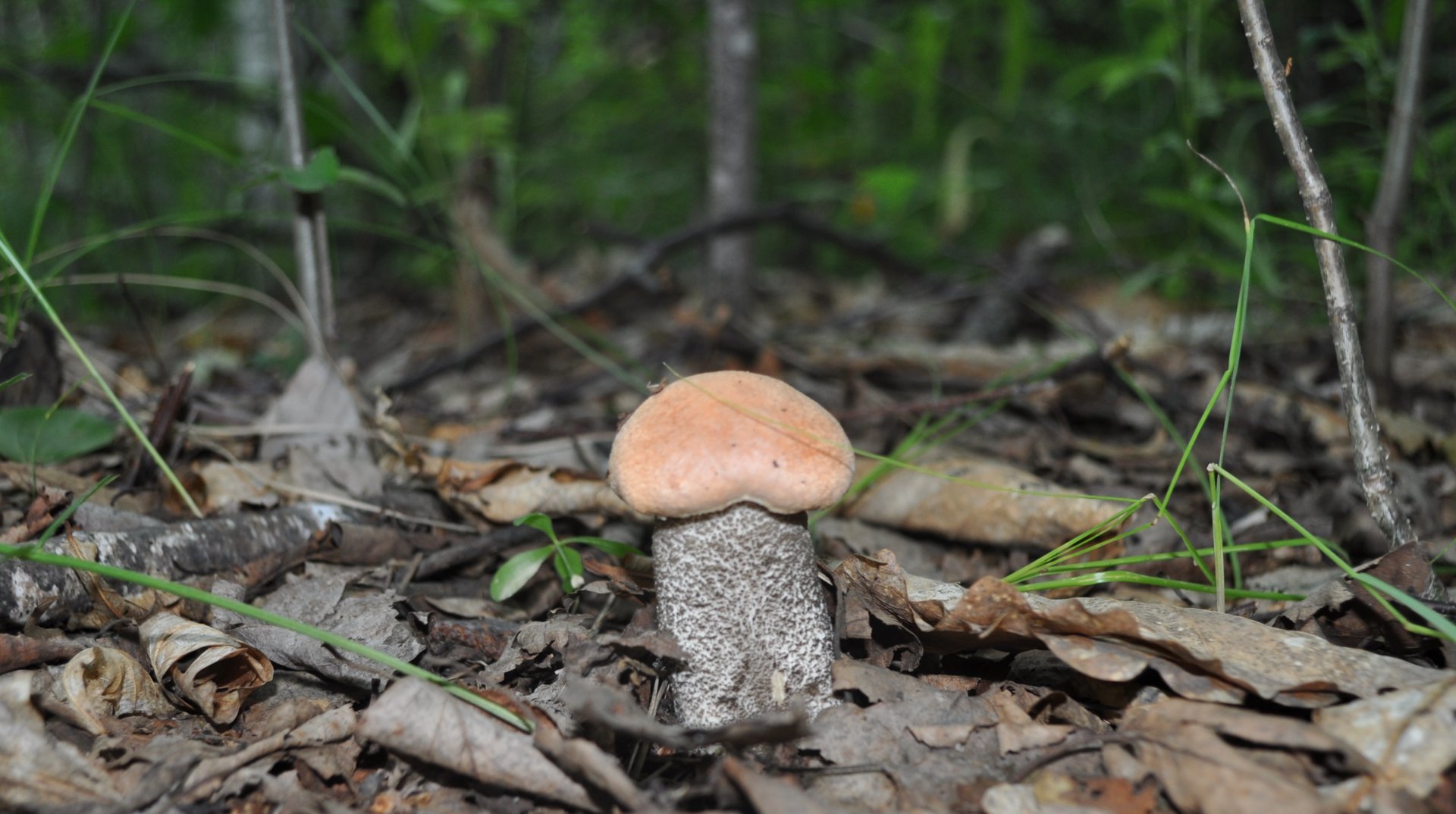 DSC_1095.JPG