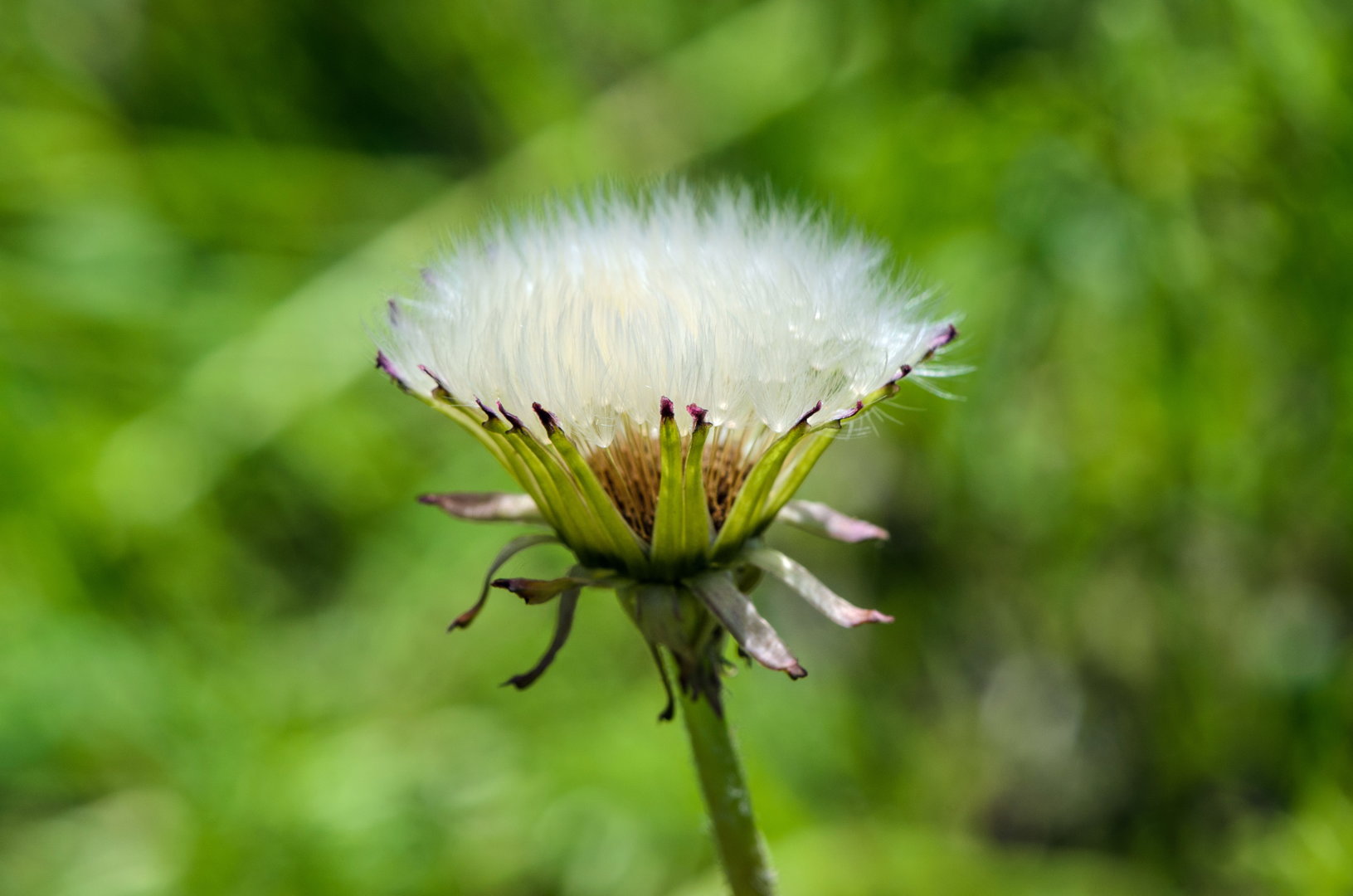 DSC_1115.jpg