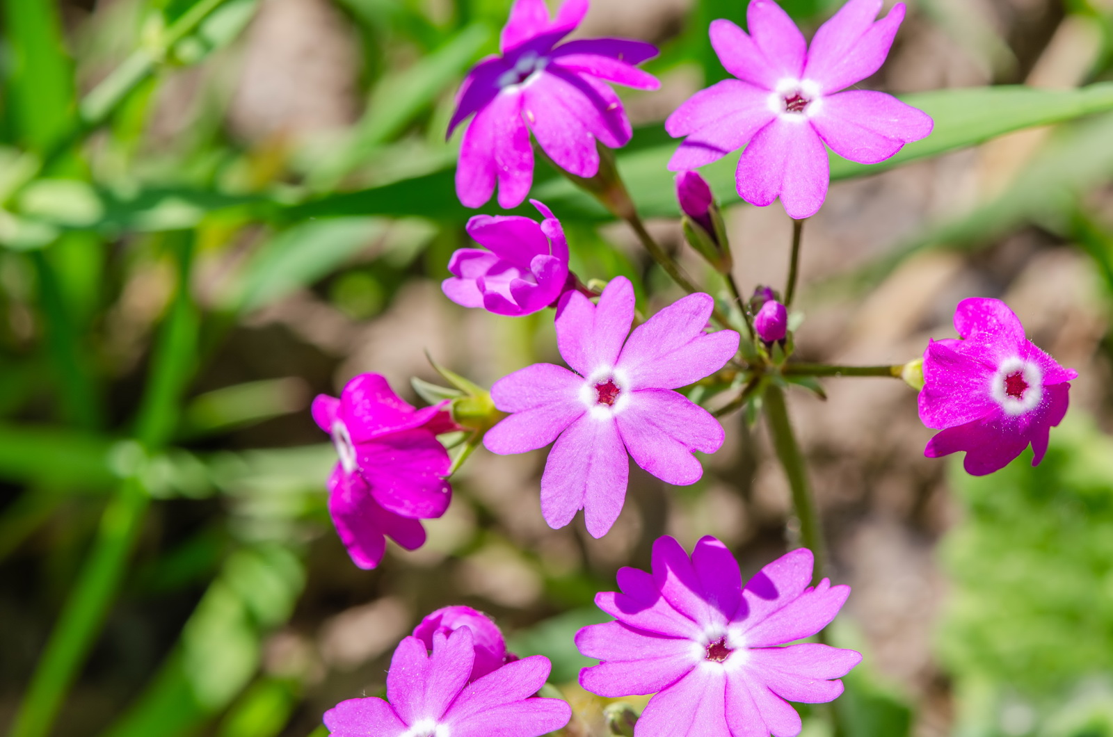 DSC_1134.jpg