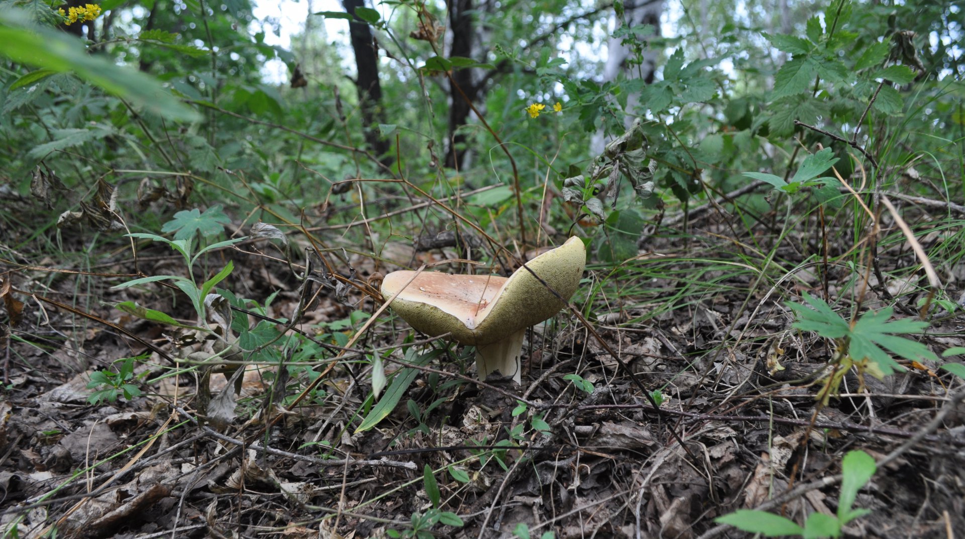 DSC_1140.JPG