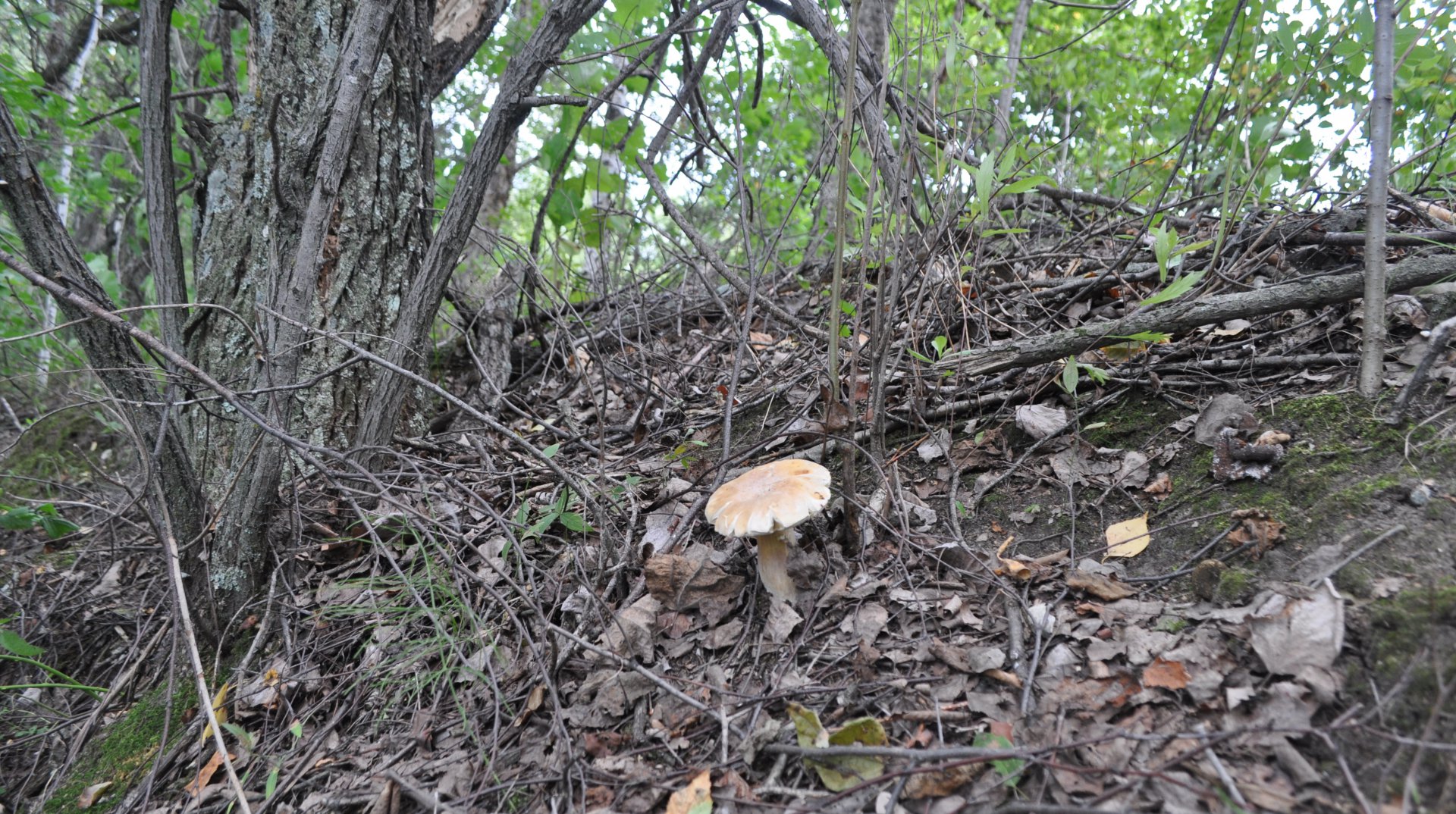 DSC_1141.JPG