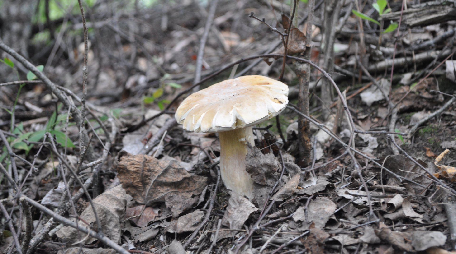 DSC_1142.JPG