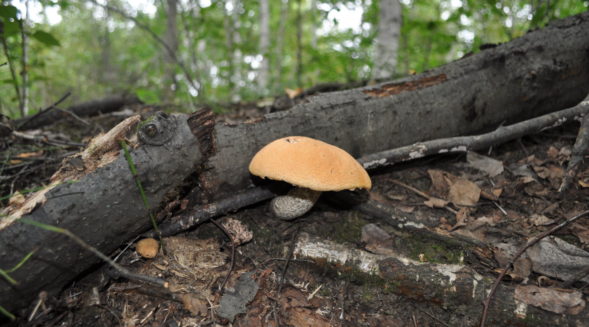DSC_1143.JPG