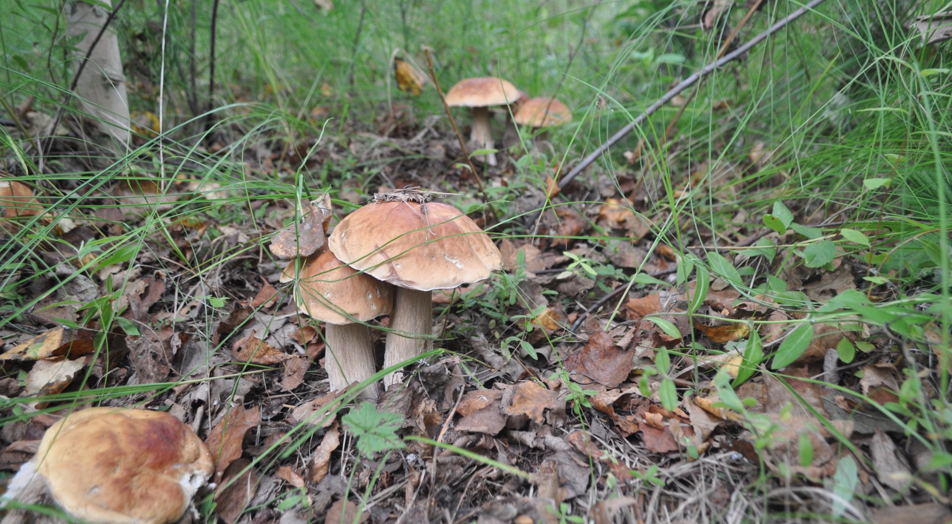DSC_1387.JPG