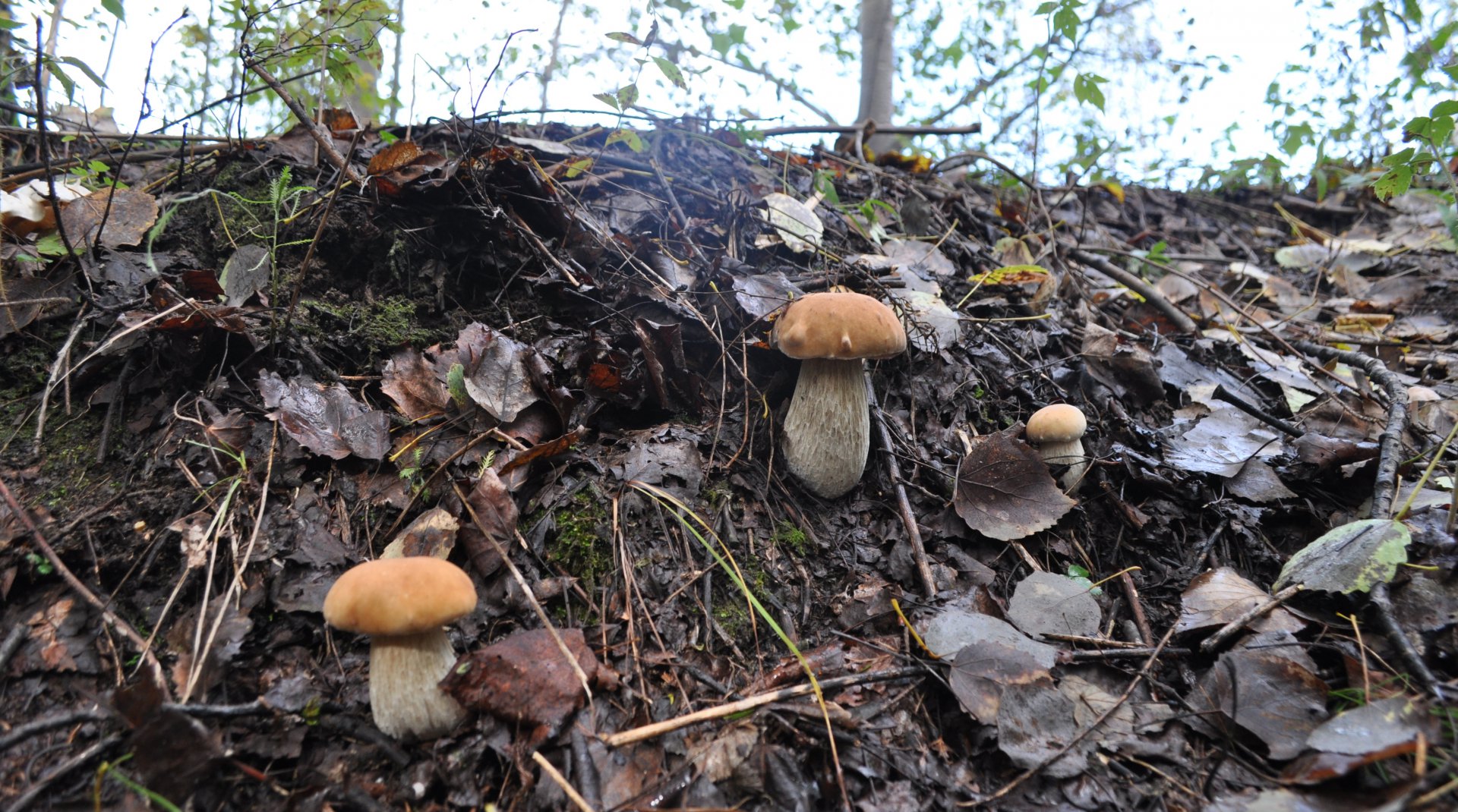 DSC_1398.JPG