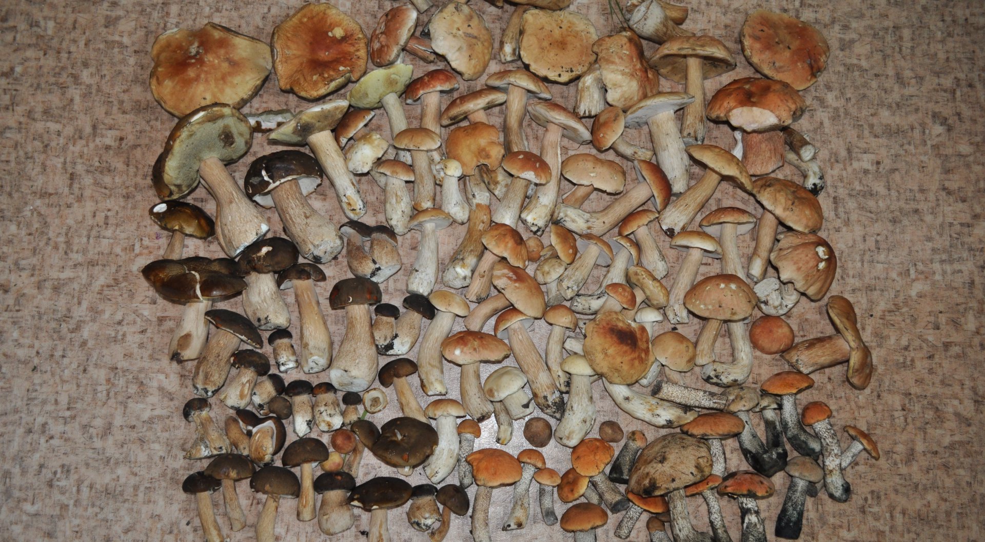 DSC_1406.JPG