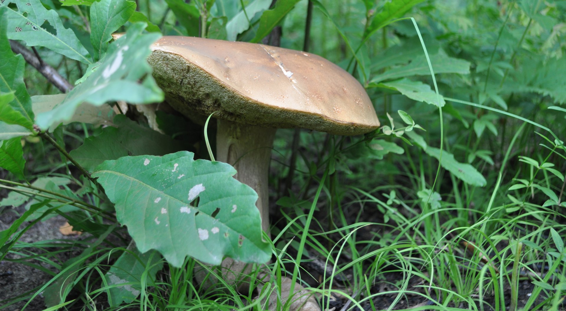 DSC_1438.JPG