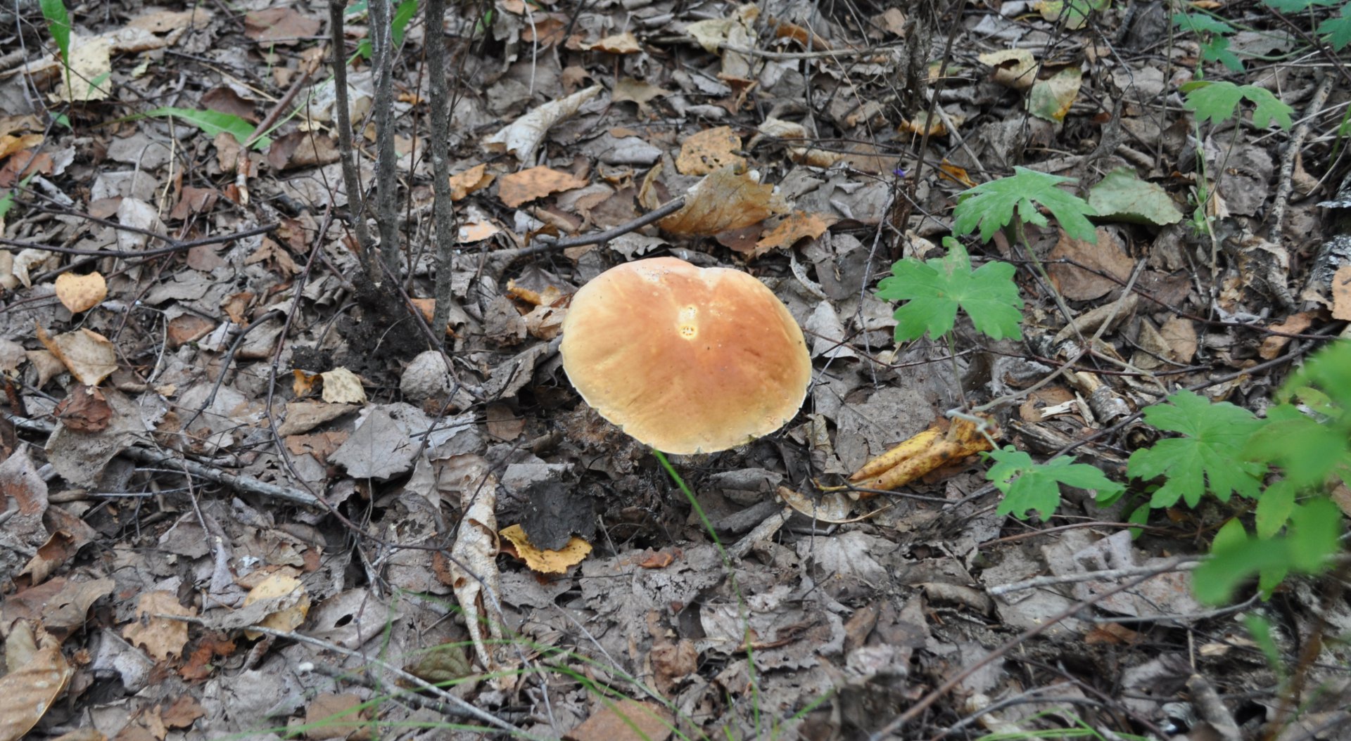DSC_1449.JPG