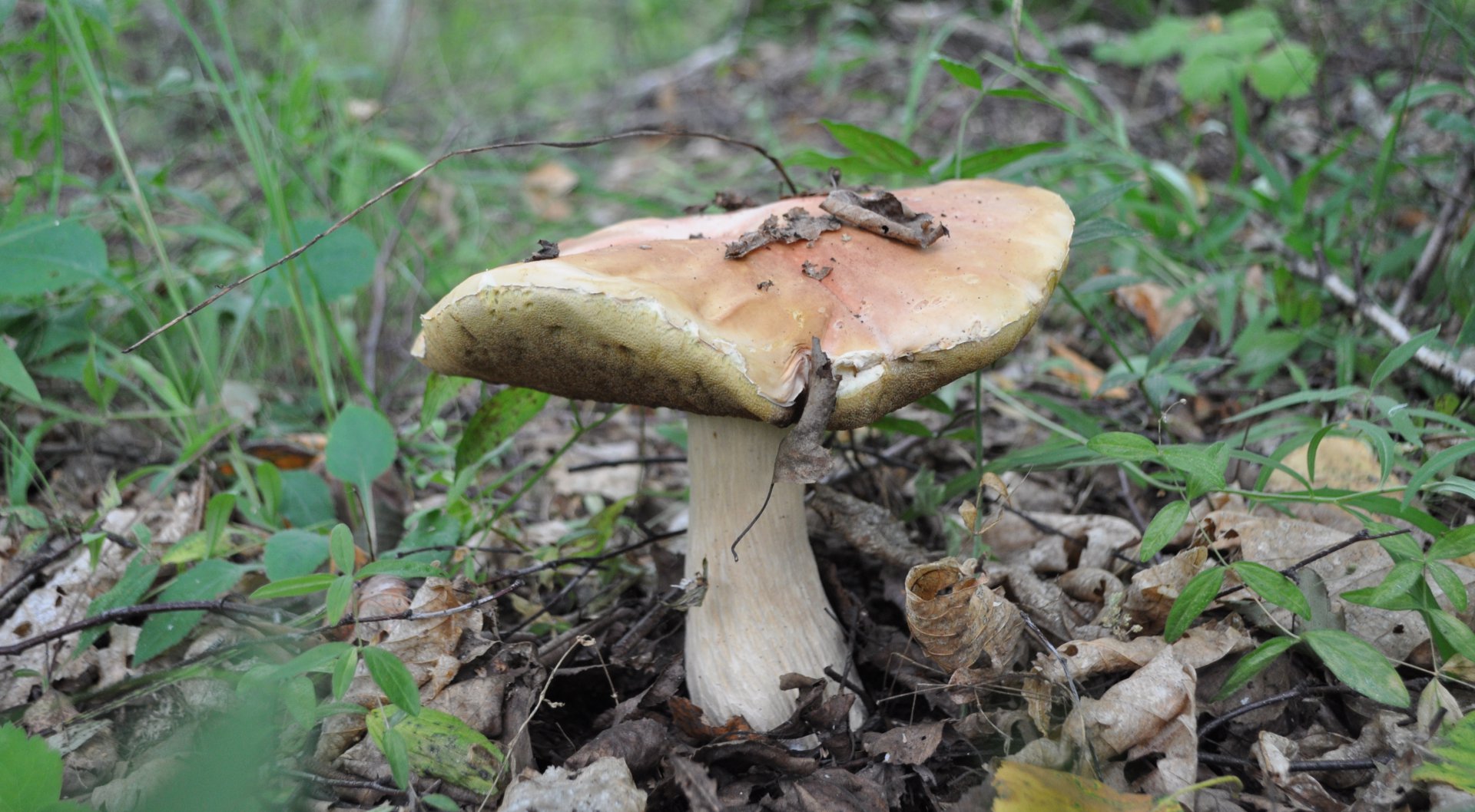 DSC_1450.JPG