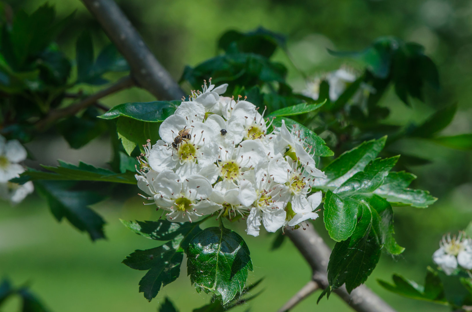 DSC_1454.jpg