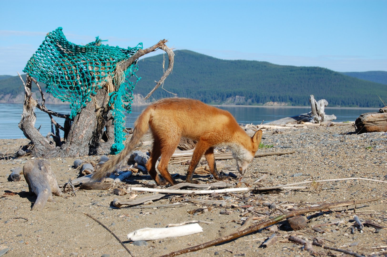 DSC_1485.JPG