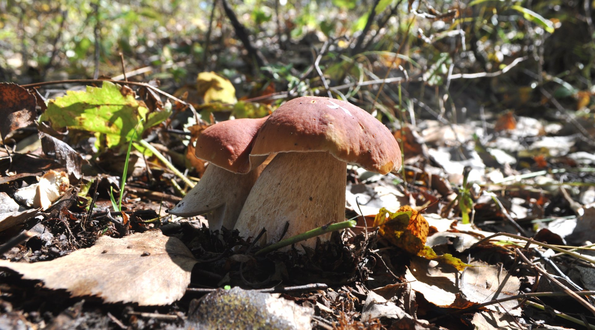 DSC_1505.JPG