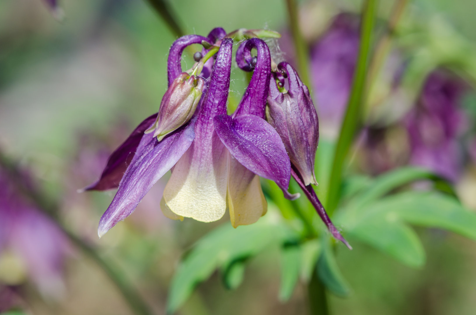 DSC_1513.jpg