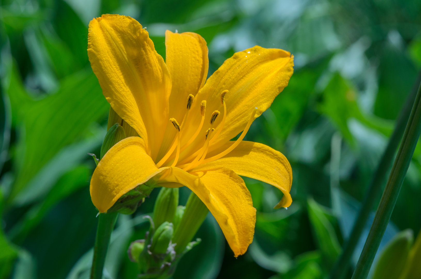 DSC_1515.jpg