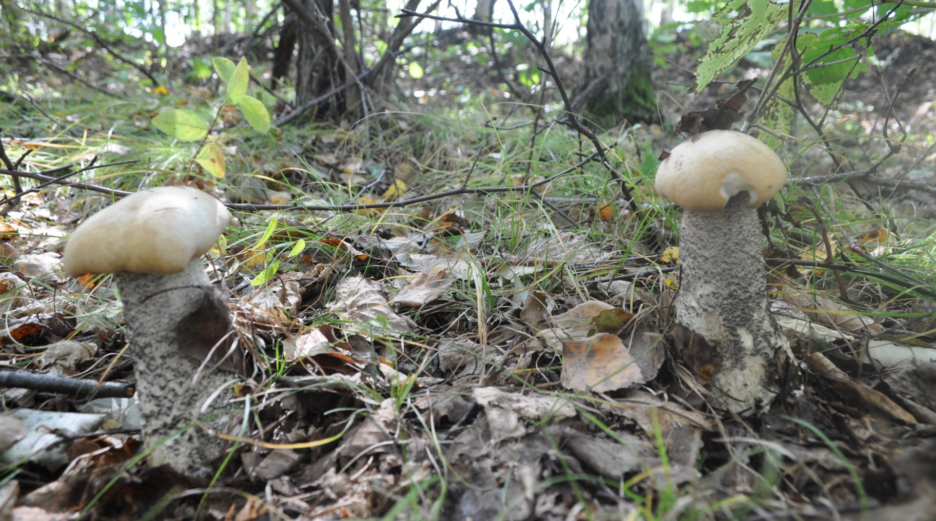 DSC_1516.JPG