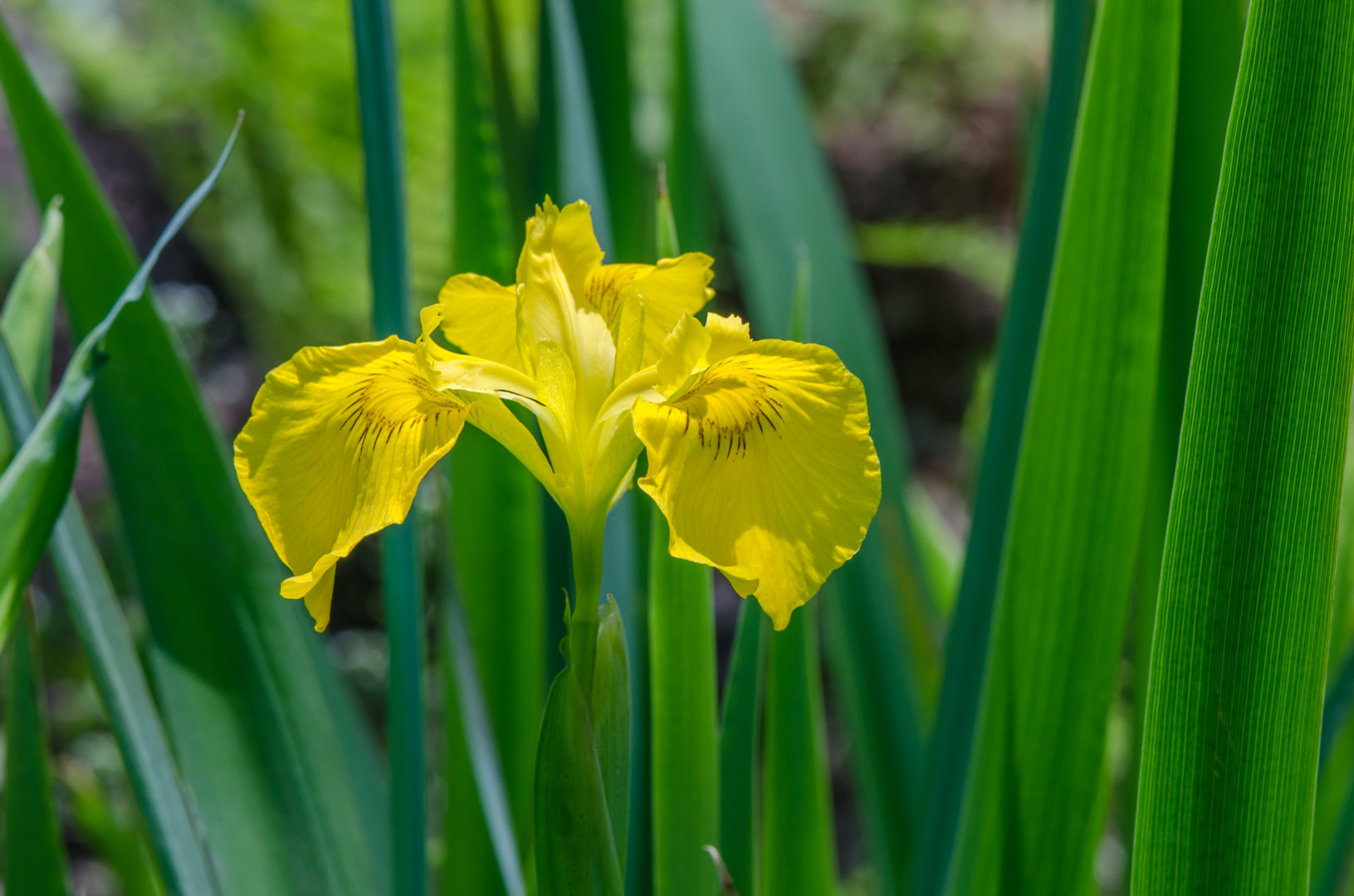 DSC_1520.jpg