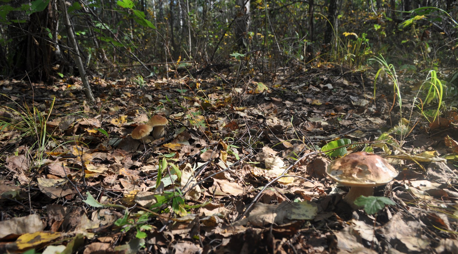DSC_1523.JPG