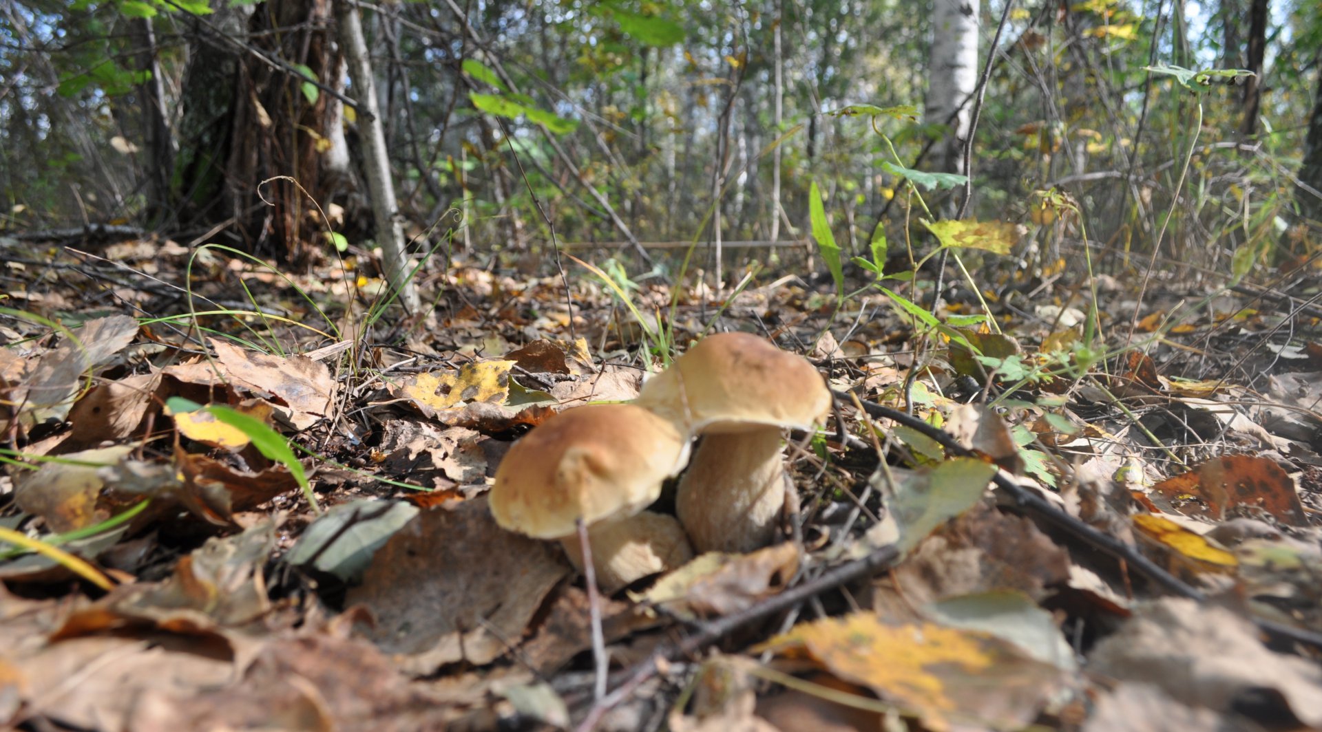 DSC_1524.JPG