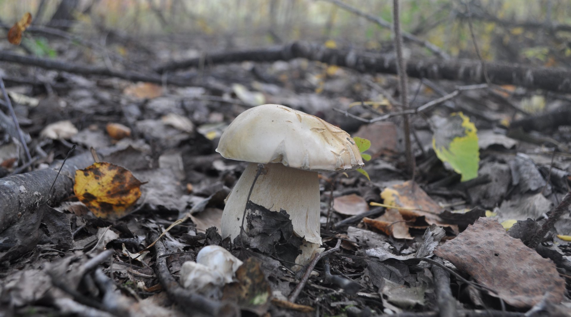 DSC_1528.JPG