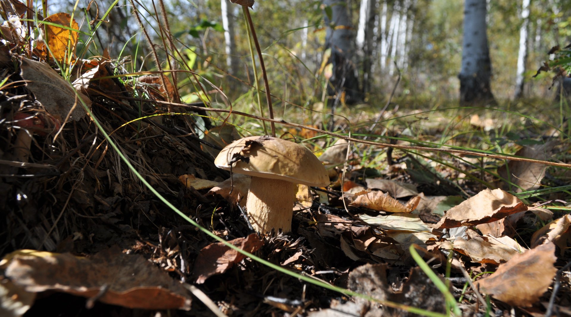 DSC_1556.JPG