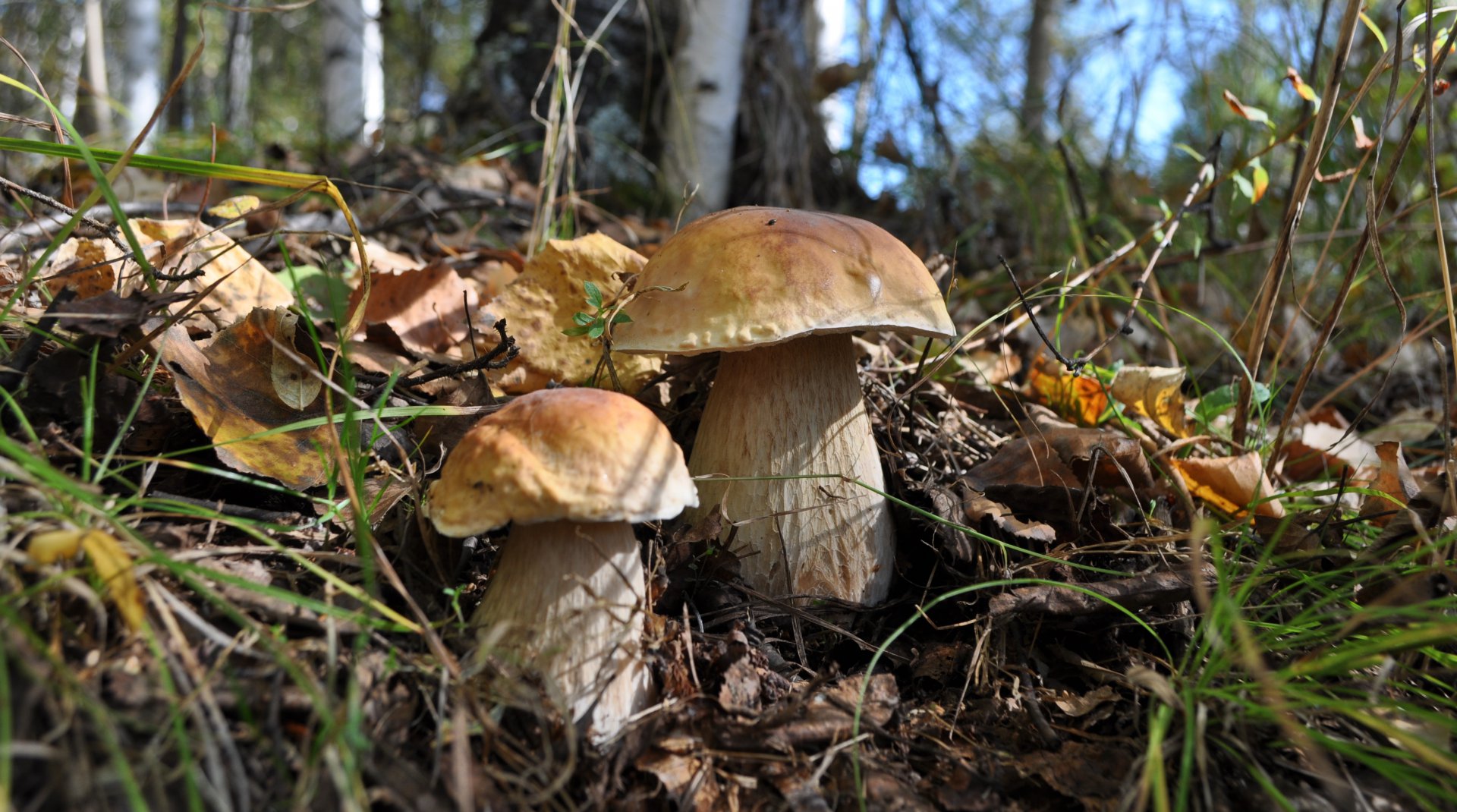DSC_1560.JPG