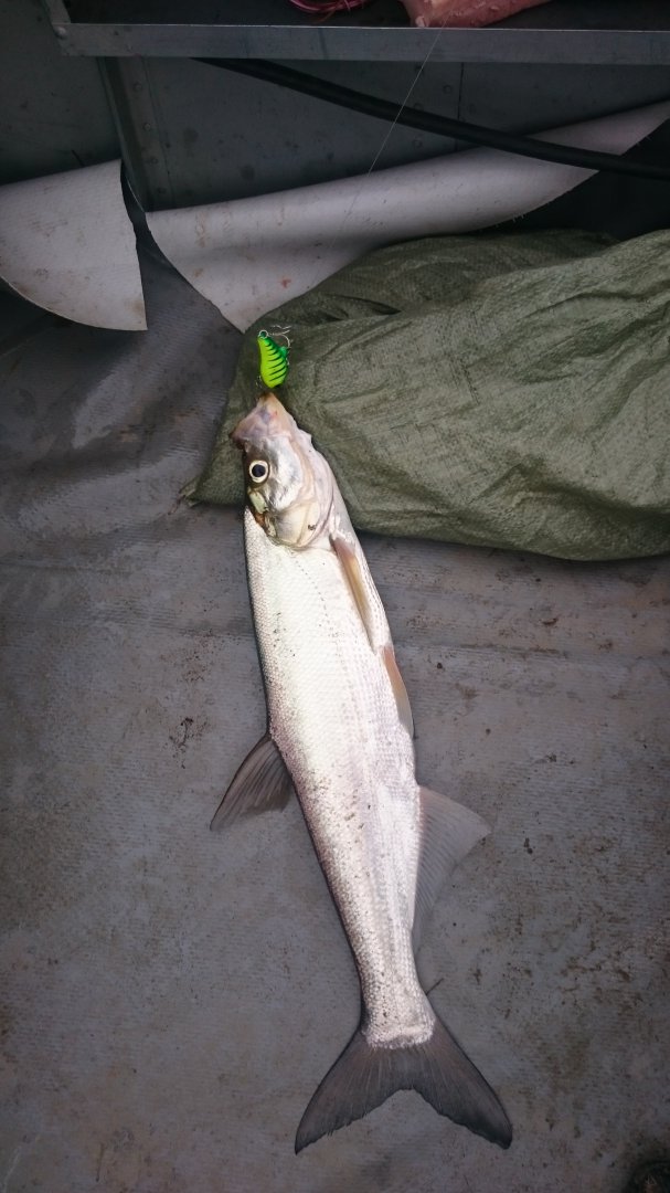 DSC_1562.JPG