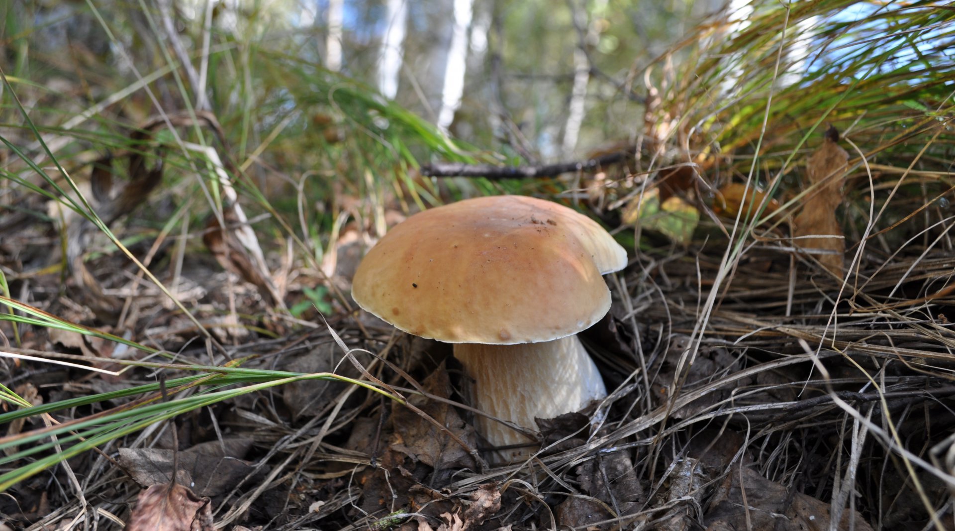 DSC_1563.JPG