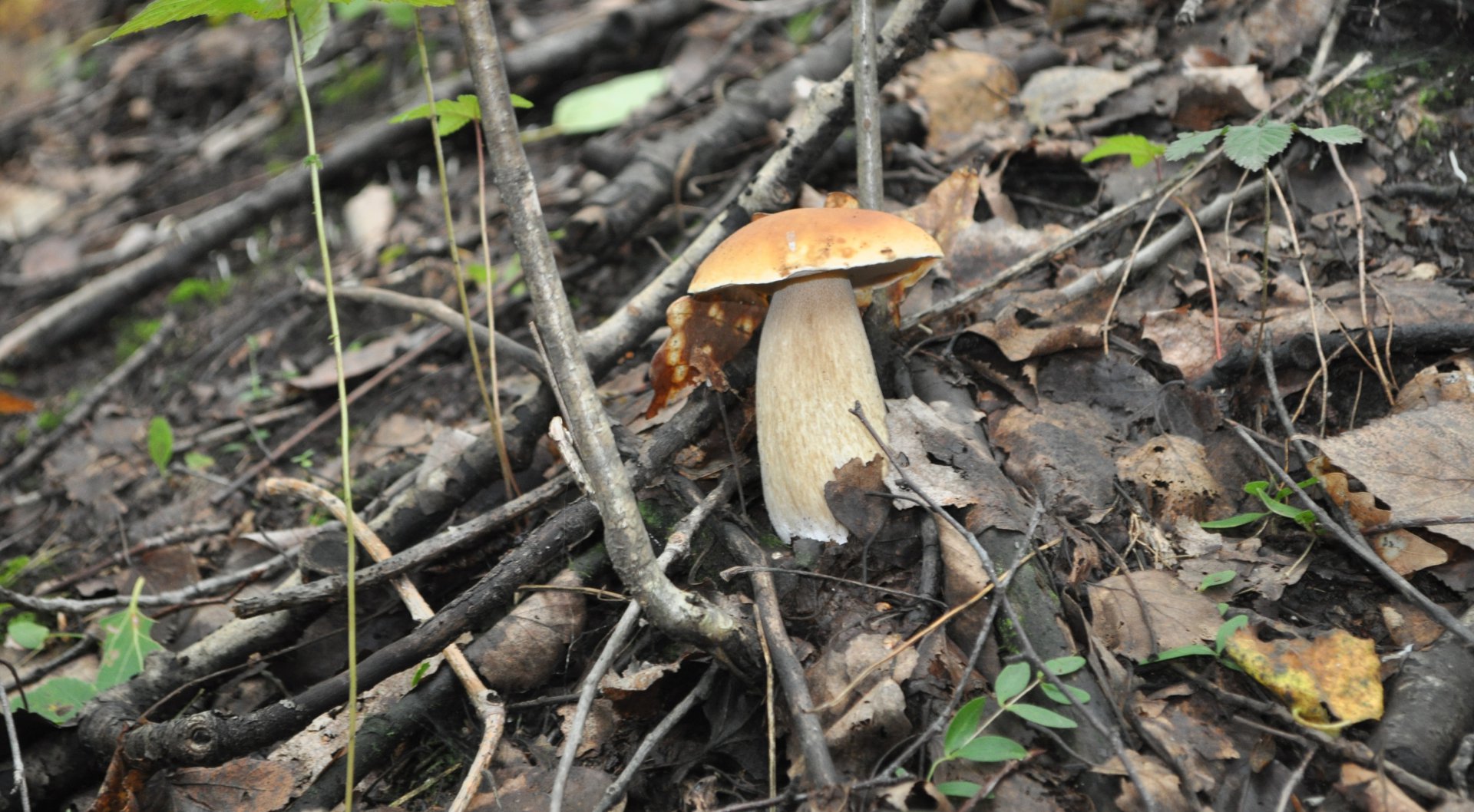 DSC_1578.JPG