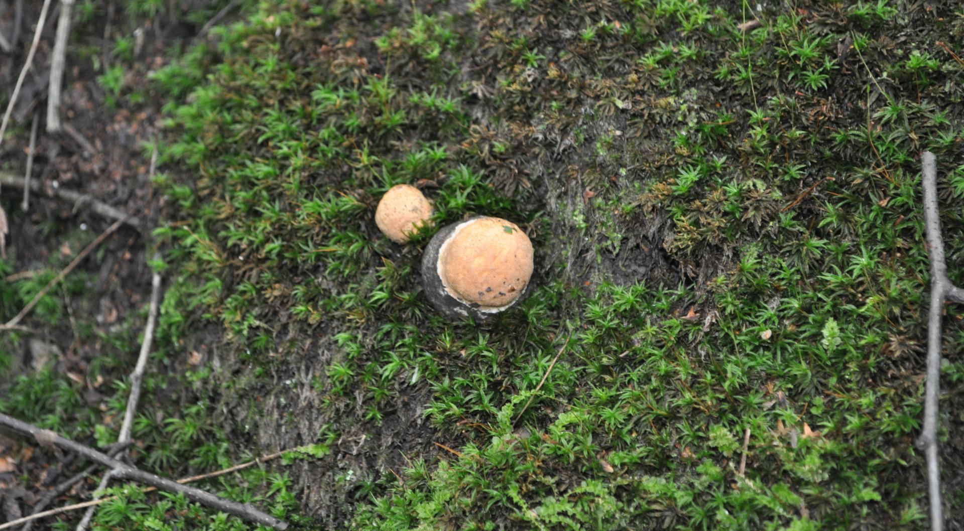 DSC_1579.JPG