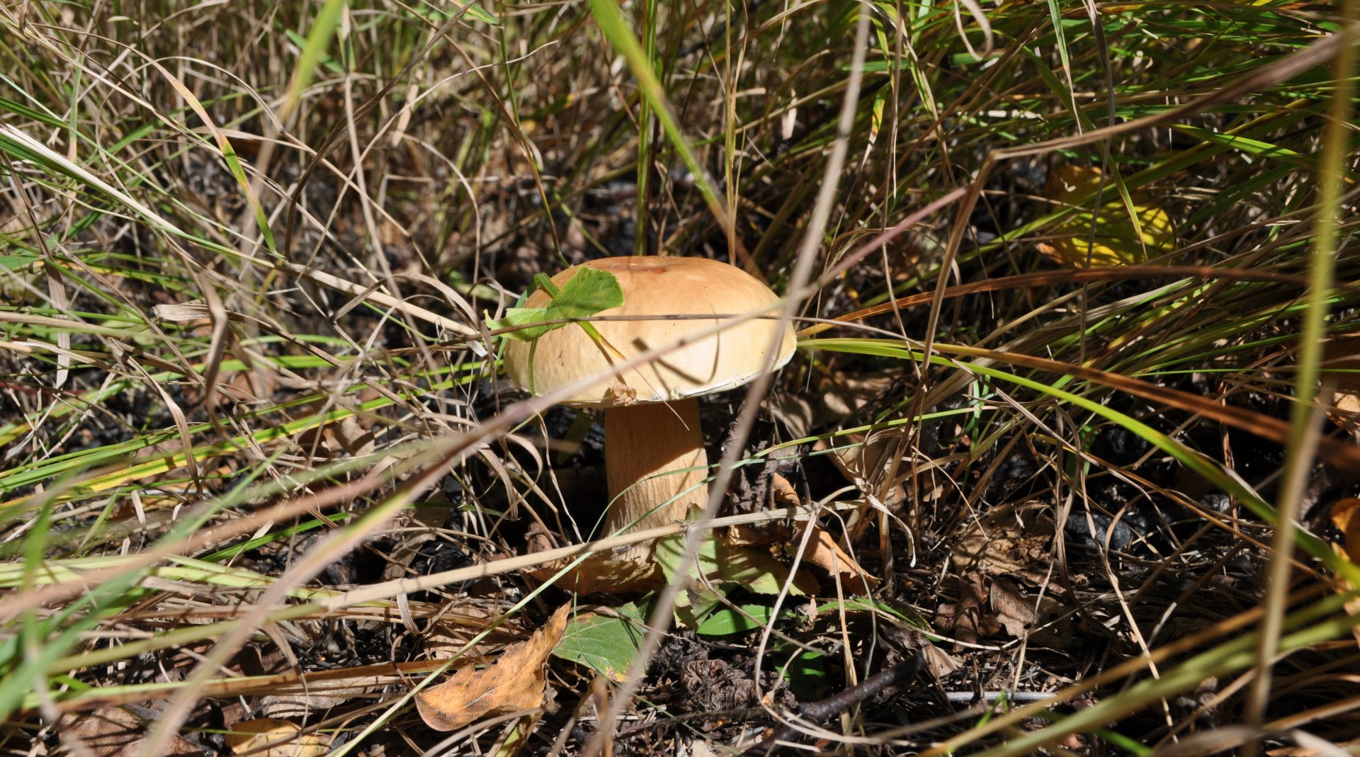DSC_1581.JPG
