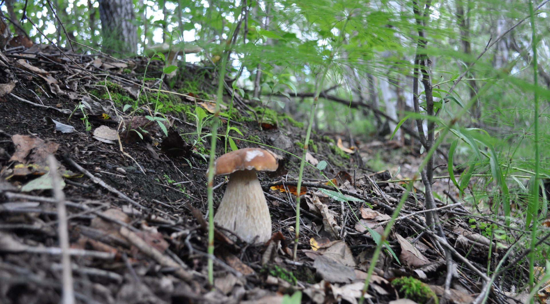 DSC_1582.JPG