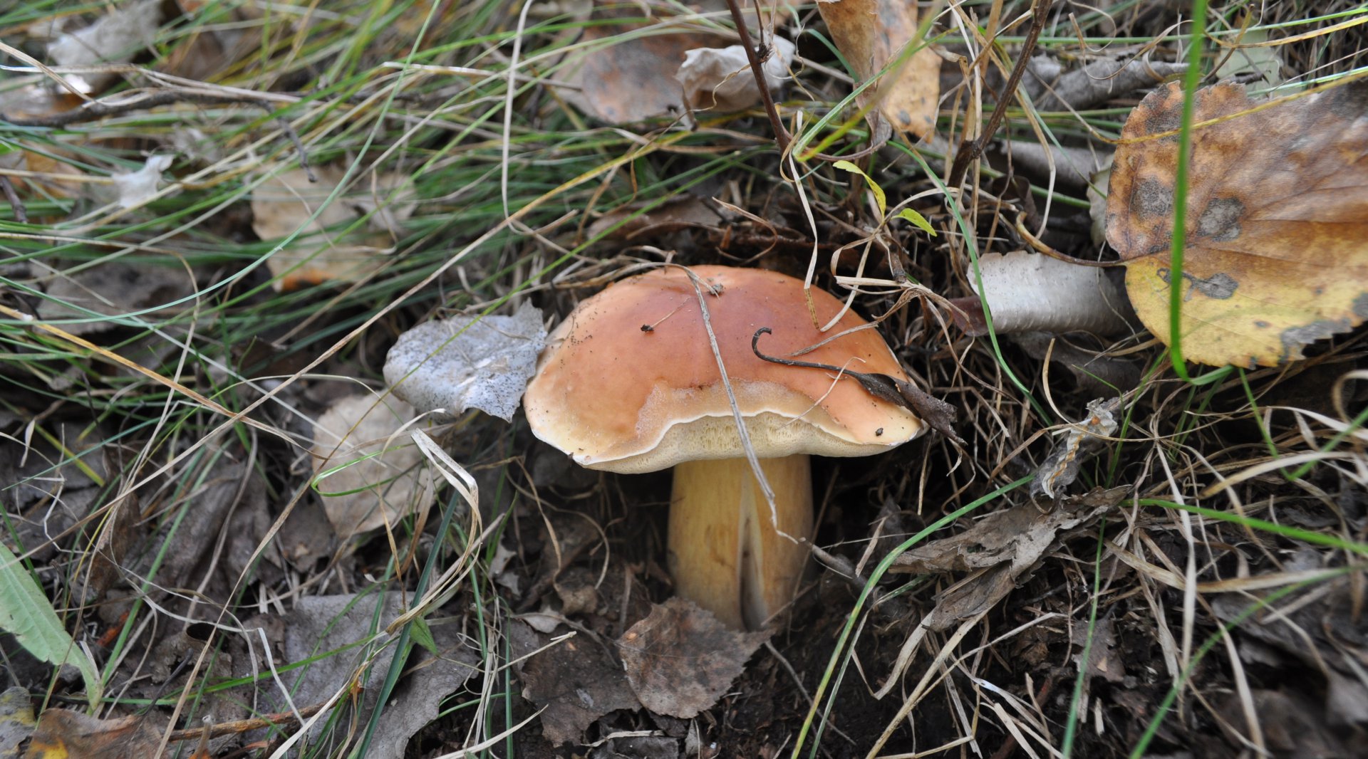 DSC_1584.JPG