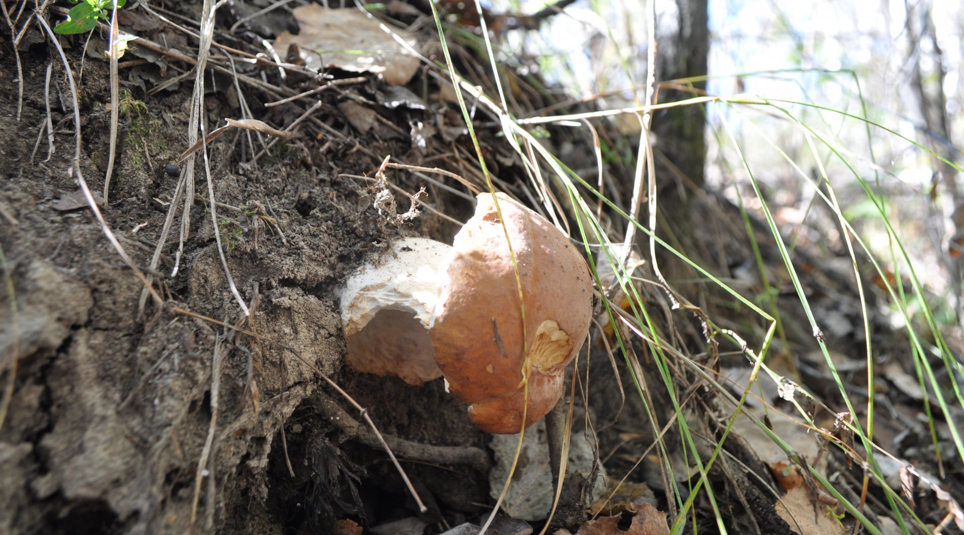 DSC_1587.JPG