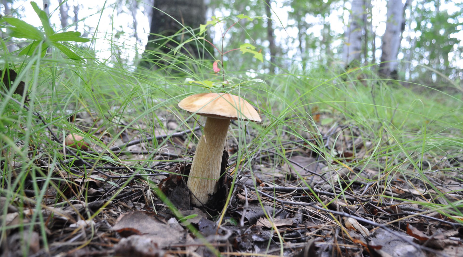 DSC_1589.JPG
