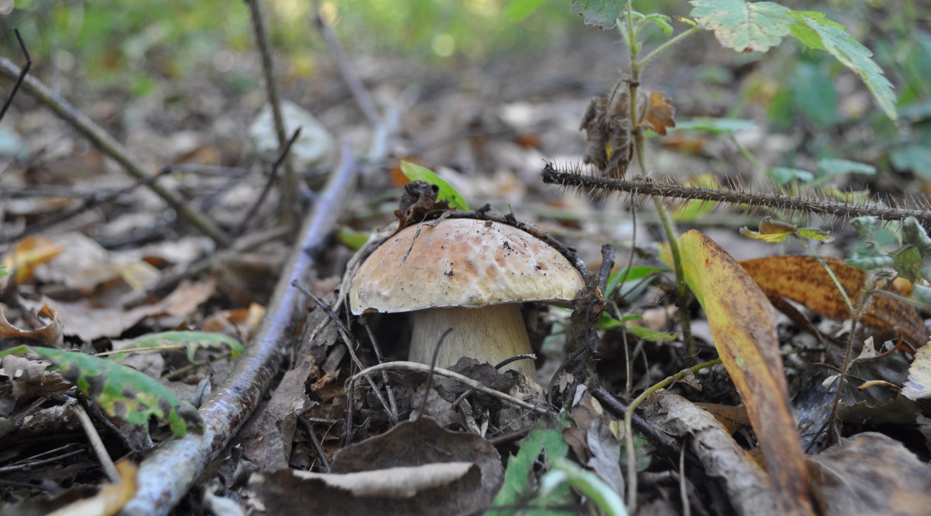 DSC_1594.JPG
