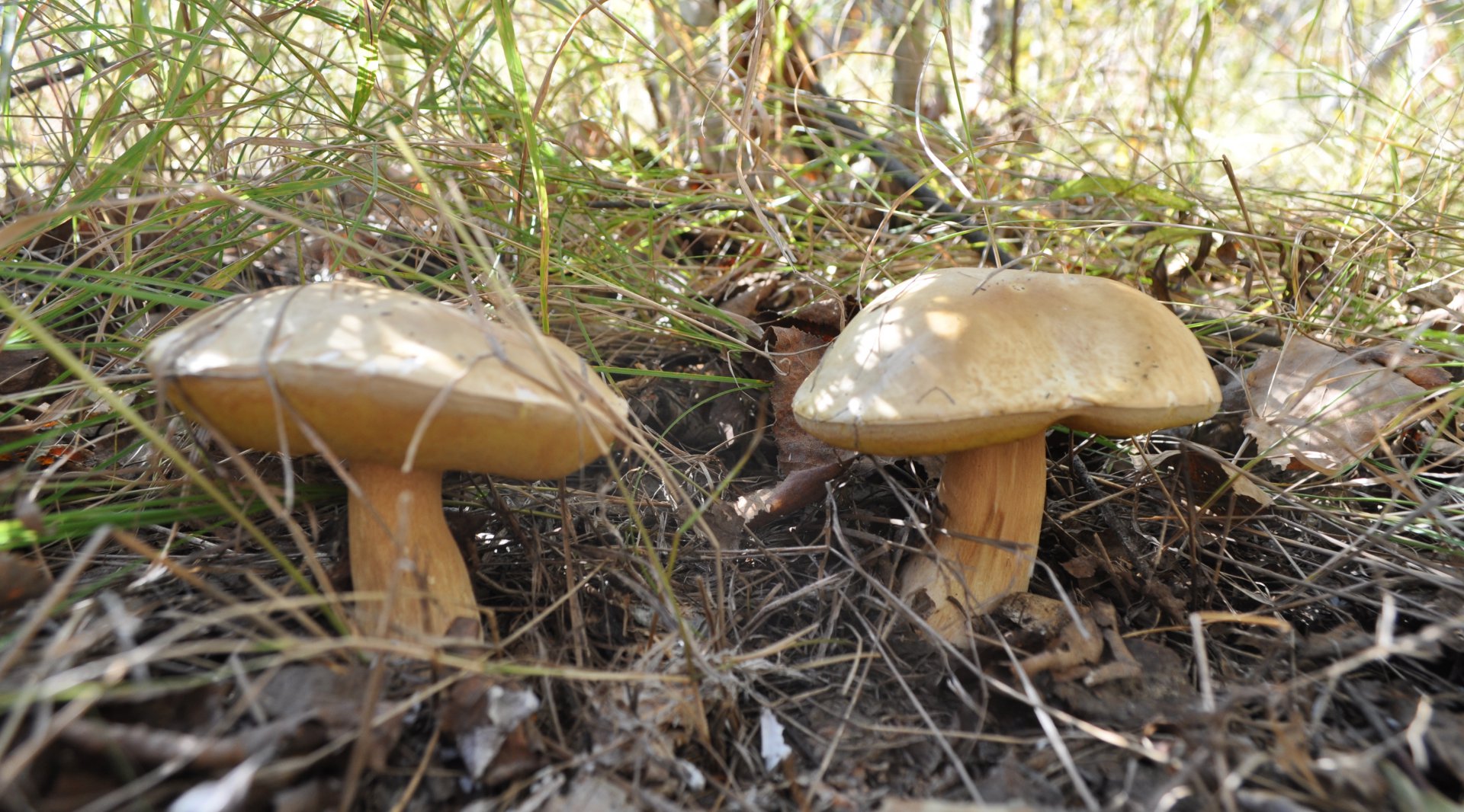 DSC_1600.JPG