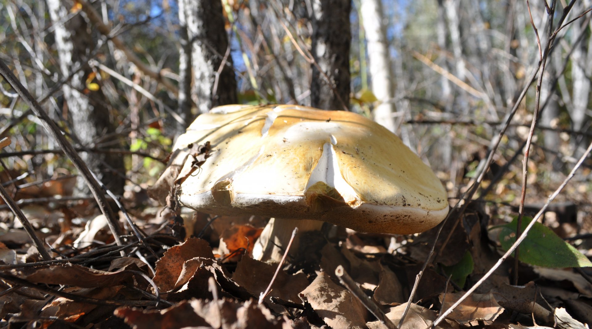 DSC_1602.JPG