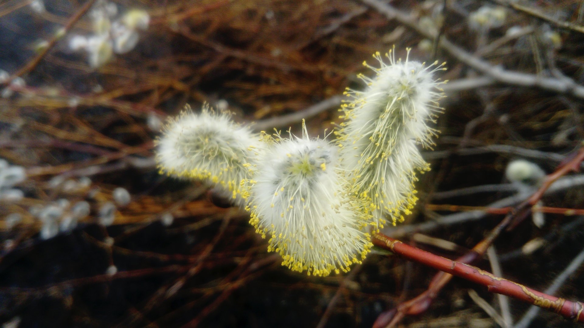 DSC_1611.JPG