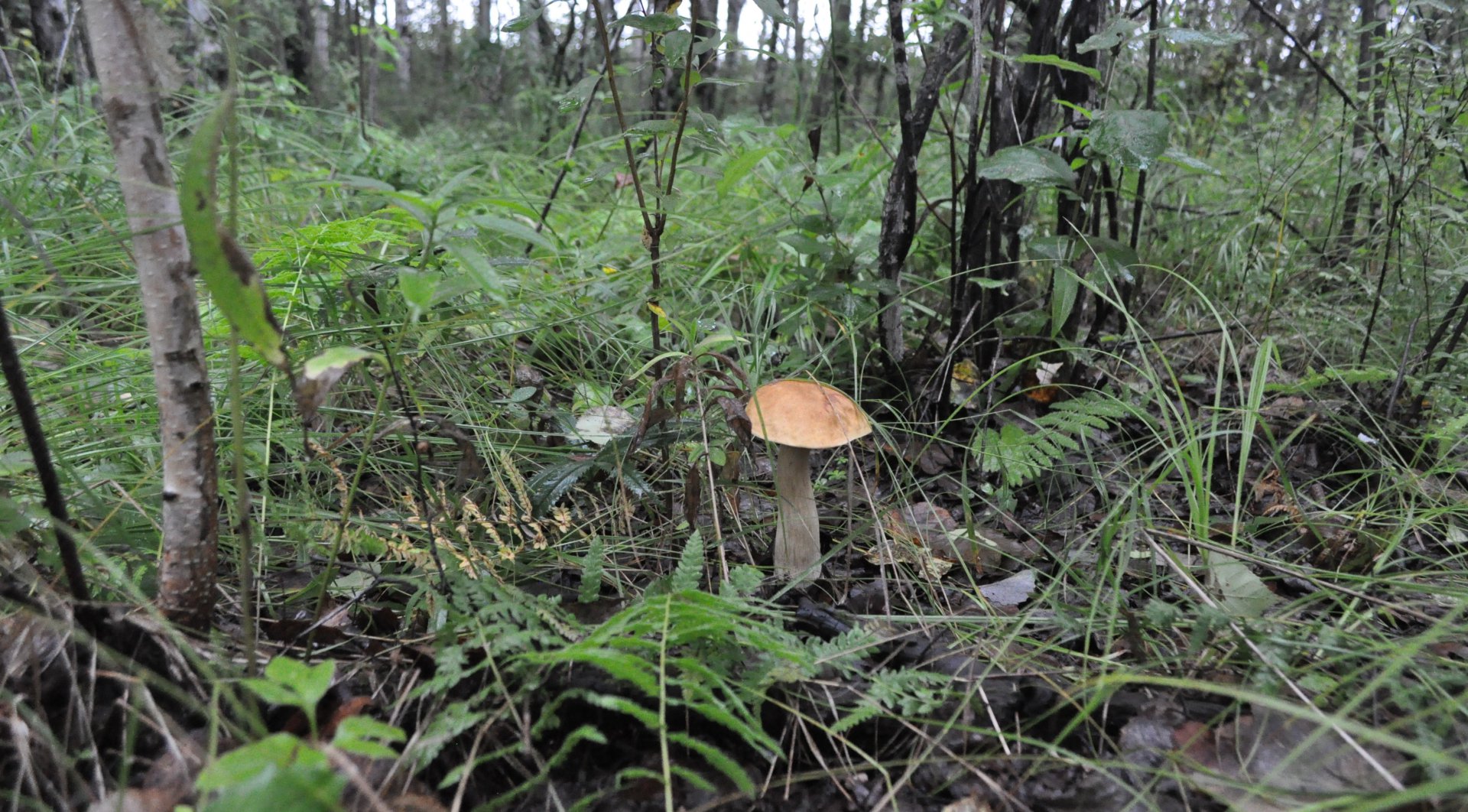 DSC_1615.JPG