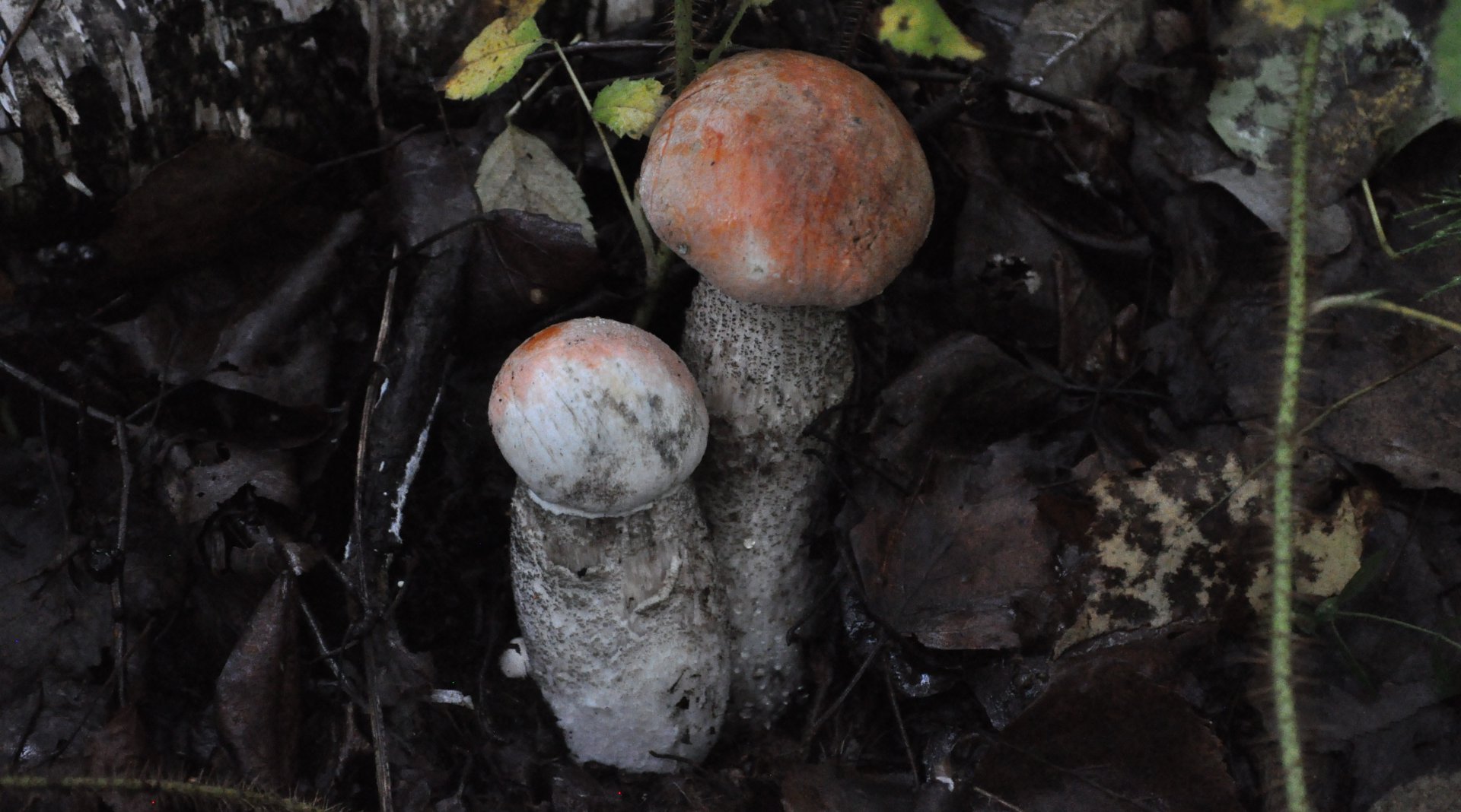 DSC_1618.JPG
