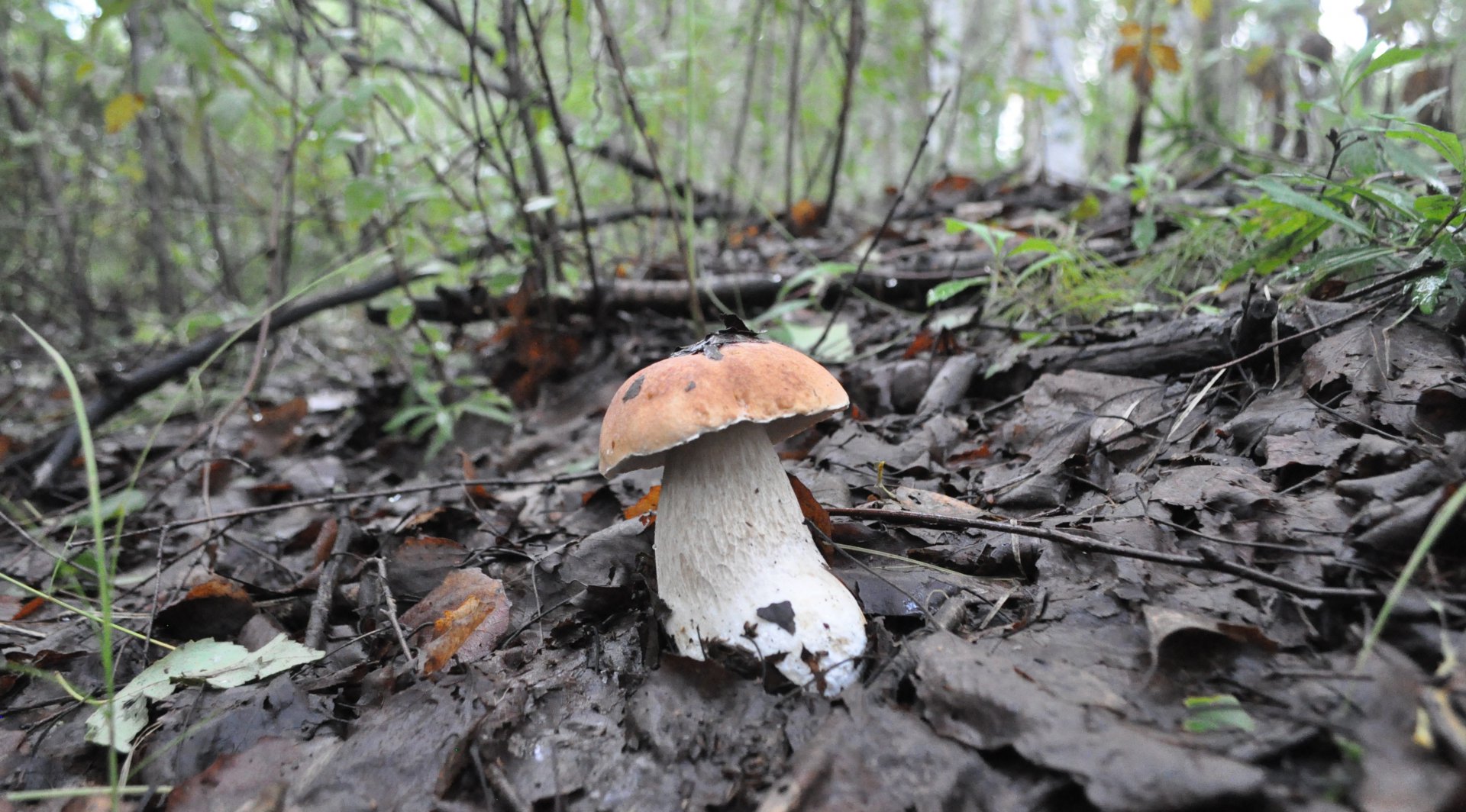 DSC_1620.JPG