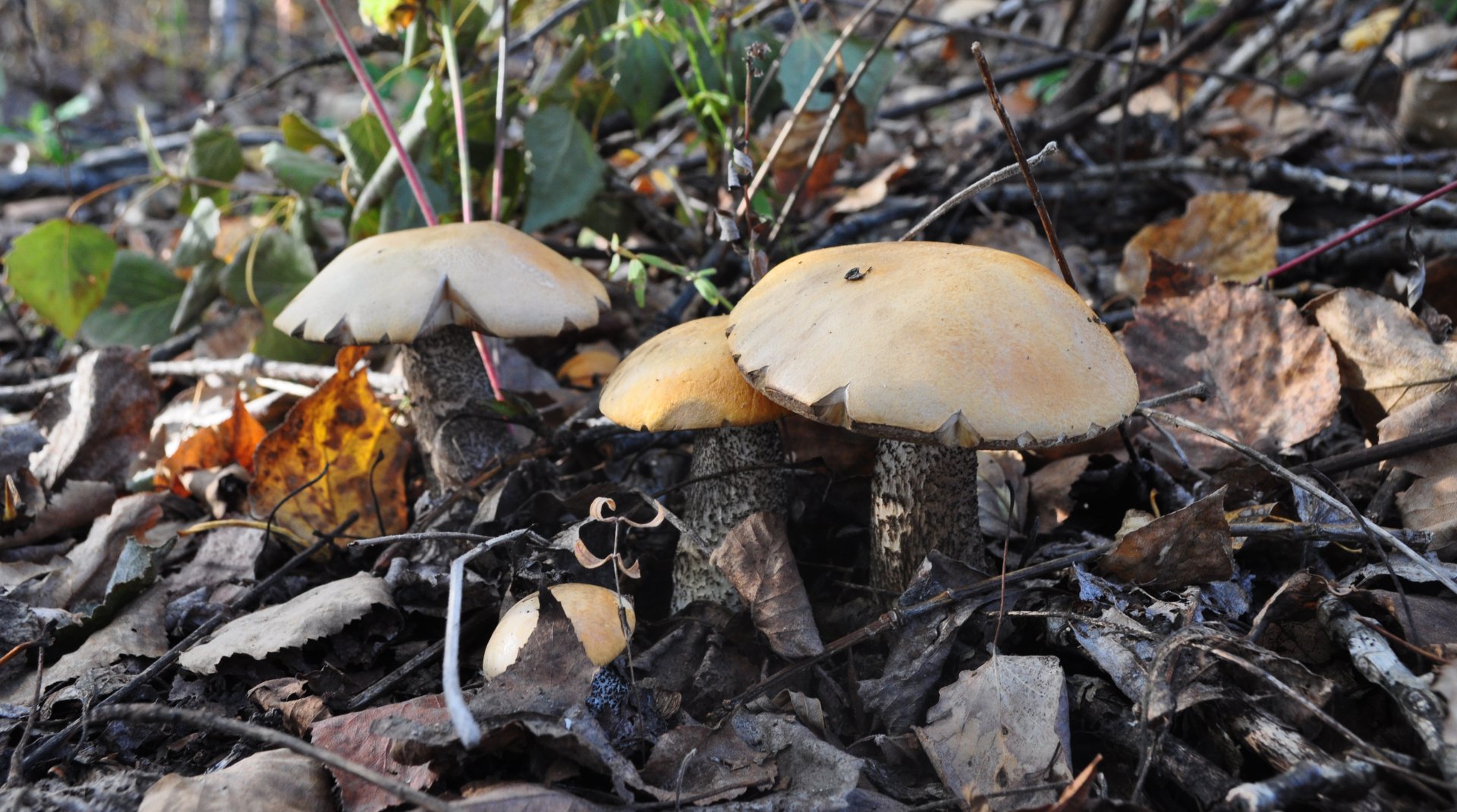 DSC_1624.JPG