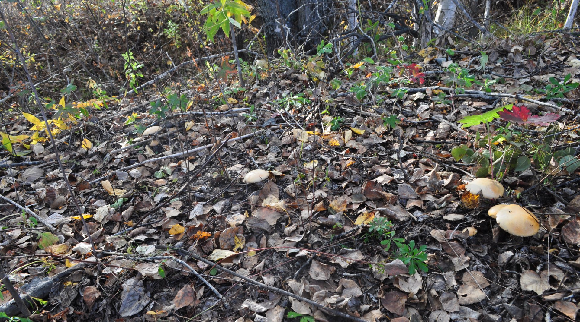 DSC_1626.JPG