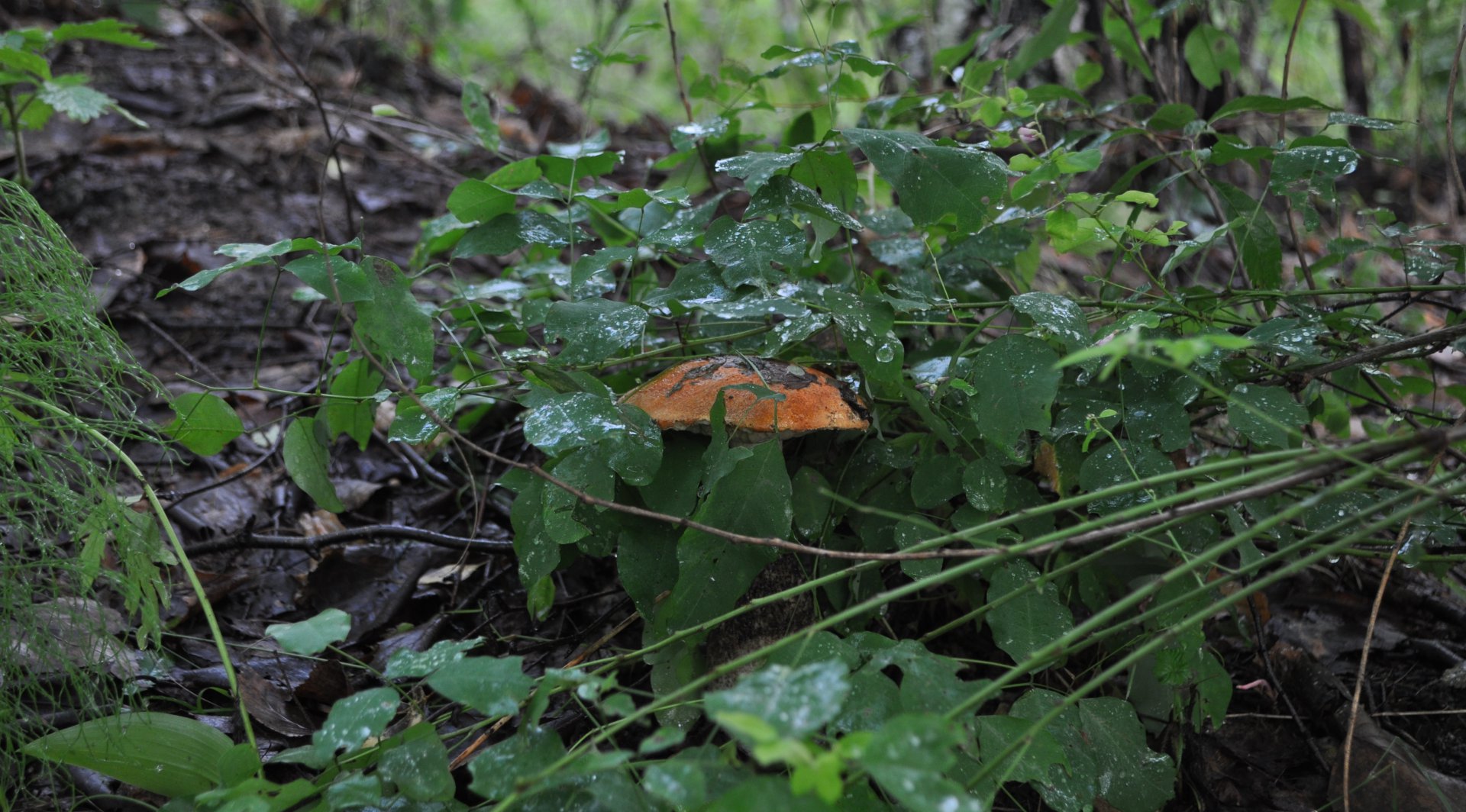 DSC_1627.JPG