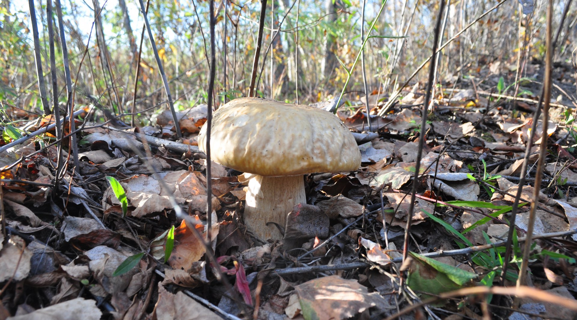 DSC_1629.JPG